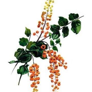 Coriaria Terminalis by H.G. Moon