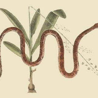 Corn Snake by Mark Catesby