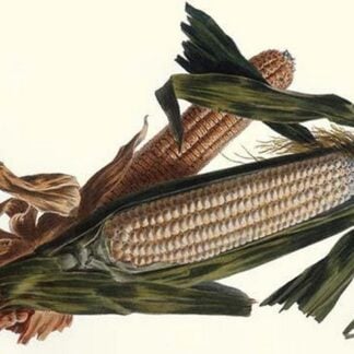 Corn by Philippe-Victoire Lev que de Vilmorin