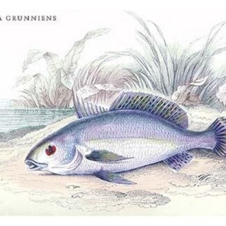 Corvina Grunniens by Robert H. Schomburgk