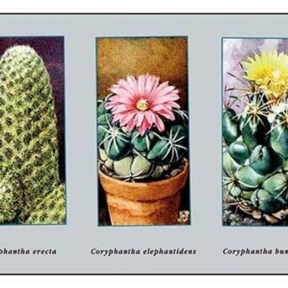 Coryphanta Erecta