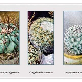 Coryphantha Poselgeriana