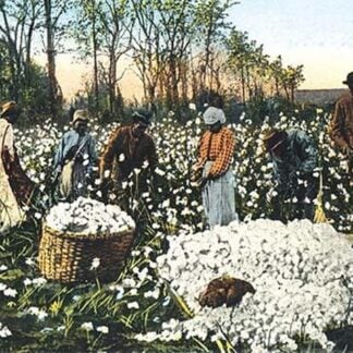 Cotton Field Workers