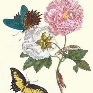 Cotton Rose Mallow with a Queen Swallowtail by Maria Sibylla Merian