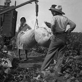 Cotton weighing by Dorothea Lange #2