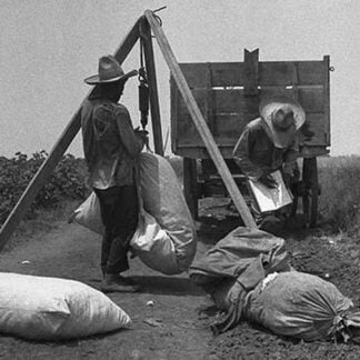 Cotton weighing by Dorothea Lange