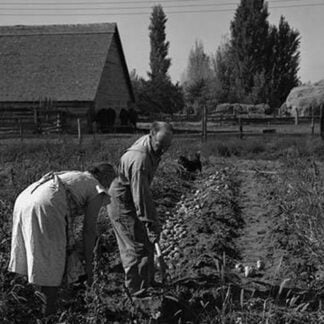 Couple digging their sweet potatoes by Dorothea Lange