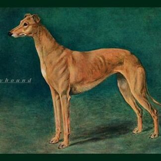 Coursing Greyhound