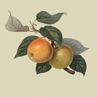 Court of Wick Pippin by William Hooker #2