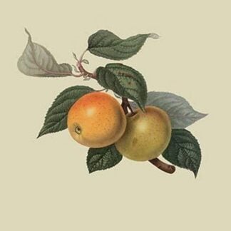 Court of Wick Pippin by William Hooker