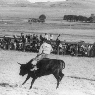 Cowboy Riding Steer by Russell Lee