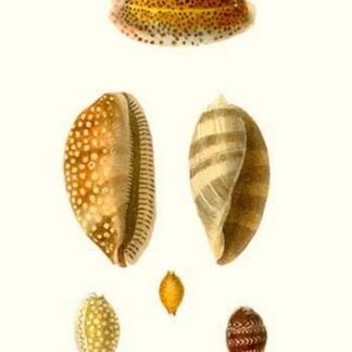 Cowrie Shells By John Mawe