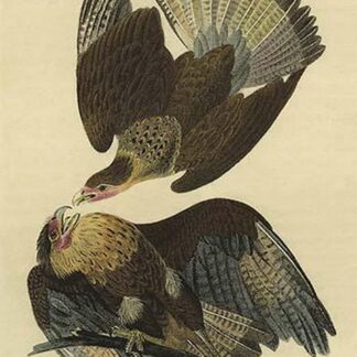 Cracara Eagle by John James Audubon
