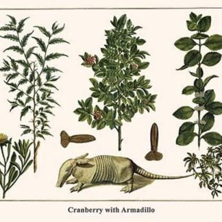 Cranberry with Armadillo by Albertus Seba
