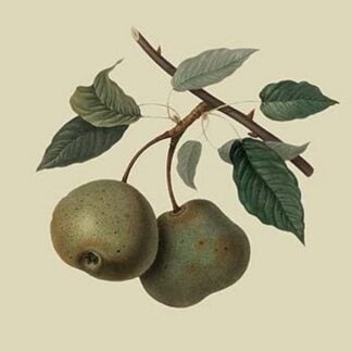 Crasanne Pear by William Hooker #2