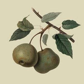 Crasanne Pear by William Hooker