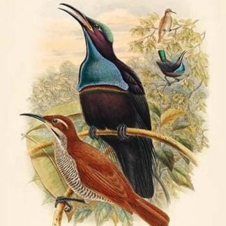 Craspedophora Magnifica - New-Guinea Bird of Paradise by John Gould