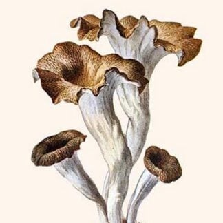 Craterellus By Edmund Michael