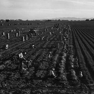 Crating Carrots by Dorothea Lange
