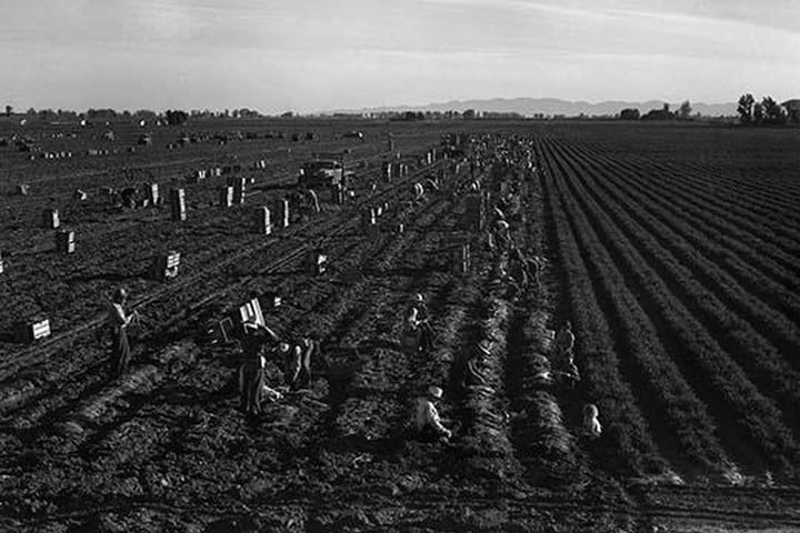 Crating Carrots by Dorothea Lange