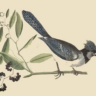 Crested Blue Jay by Mark Catesby