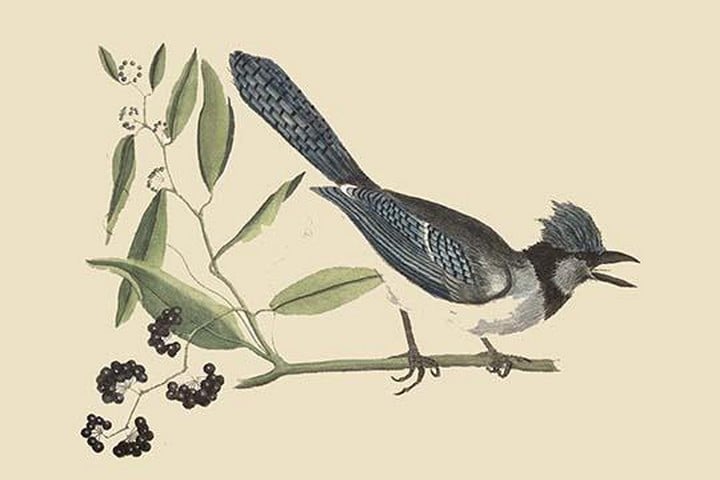 Crested Blue Jay by Mark Catesby