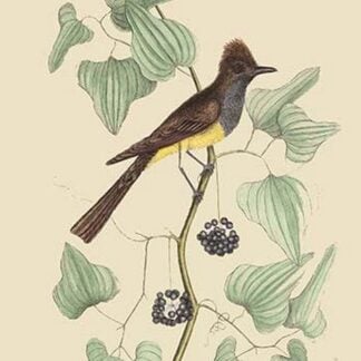 Crested Fkycatcher by Mark Catesby
