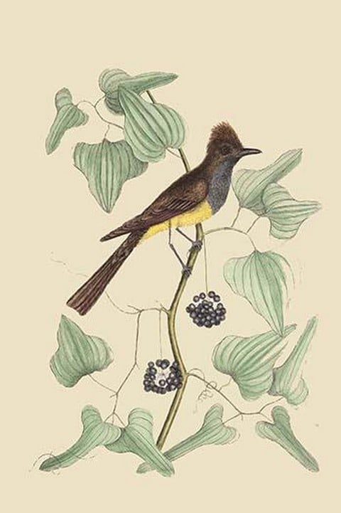 Crested Fkycatcher by Mark Catesby