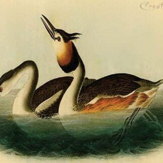 Crested Grebe by John James Audubon