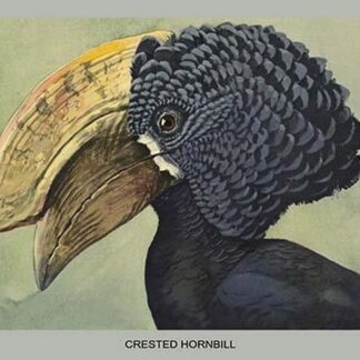 Crested Hornbill by Louis Agassiz Fuertes