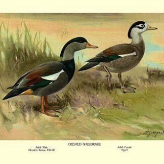 Crested Sheldrake Ducks by S. Kobayashi