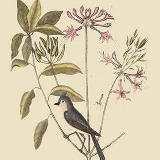 Crested Titmouse by Mark Catesby