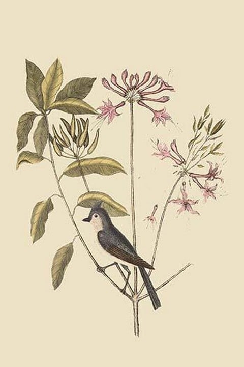 Crested Titmouse by Mark Catesby