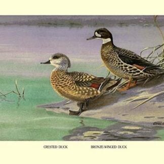 Crested and Bronze-Winged Ducks by Allan Brooks