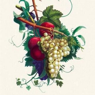 Creveling Grapes and Plums