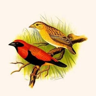 Crimson Crowned Weaver by Frederick William Frohawk