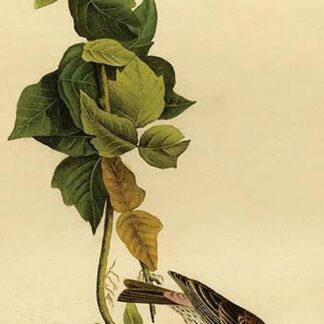 Crimson-Fronted Purple Finch by John James Audubon
