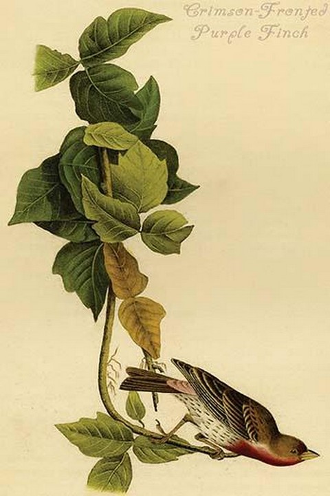 Crimson-Fronted Purple Finch by John James Audubon