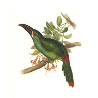Crimson Rumped Toucanet by John Gould