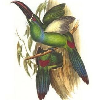 Crimson Rumped Toucanet by John Gould