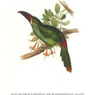 Crimson Rumped Toucanet by John Gould