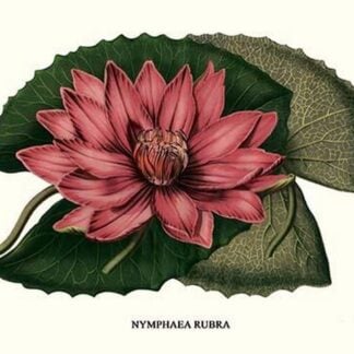 Crimson Water Lily by Louis Benoit Van Houtte