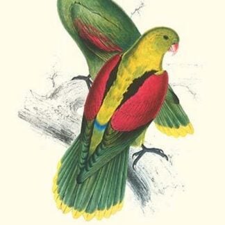 Crimson Winged Parakeet - Aprosmictus Erythropterus by Edward Lear #2