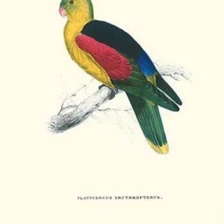 Crimson Winged Parakeet - Aprosmictus Erythropterus by Edward Lear