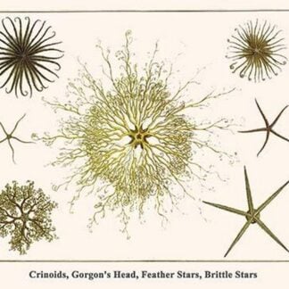Crinoids