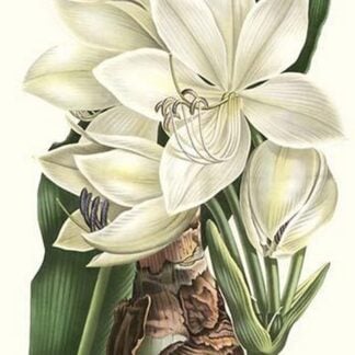 Crinum giganteum - medicinal by Louis Benoit Van Houtte