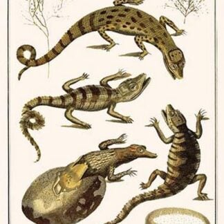 Crocodiles & Plants by Albertus Seba
