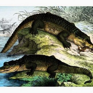 Crocodiles by Heinrich V. Schubert