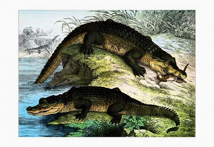 Crocodiles by Heinrich V. Schubert