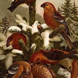 Crossbill Finches by Friedrich Wilhelm Kuhnert